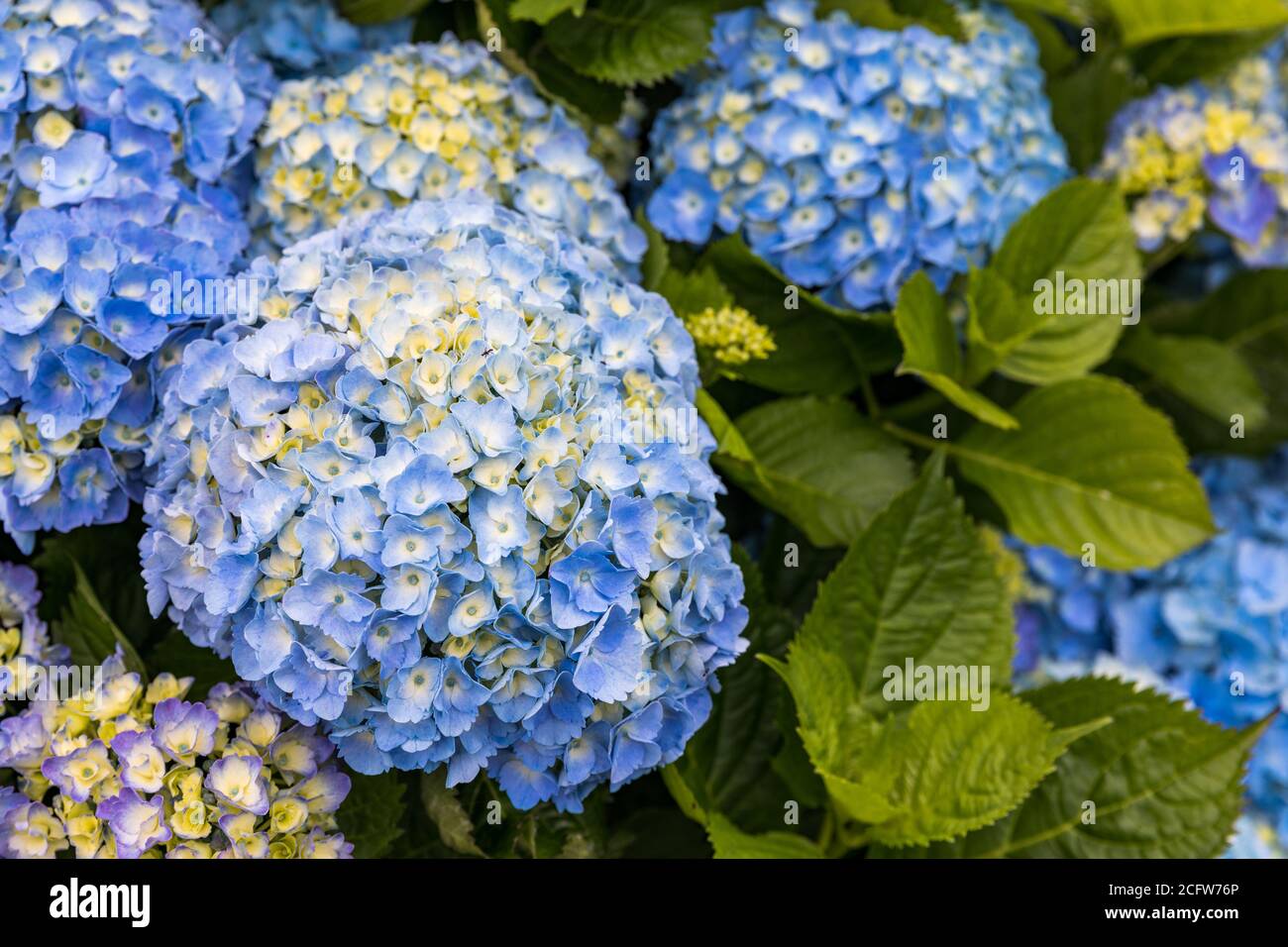 Idrangee blu e bianche nelle isole Azzorre. Azzorre. Portogallo. Idrangea blu dalle isole Azzorre Foto Stock