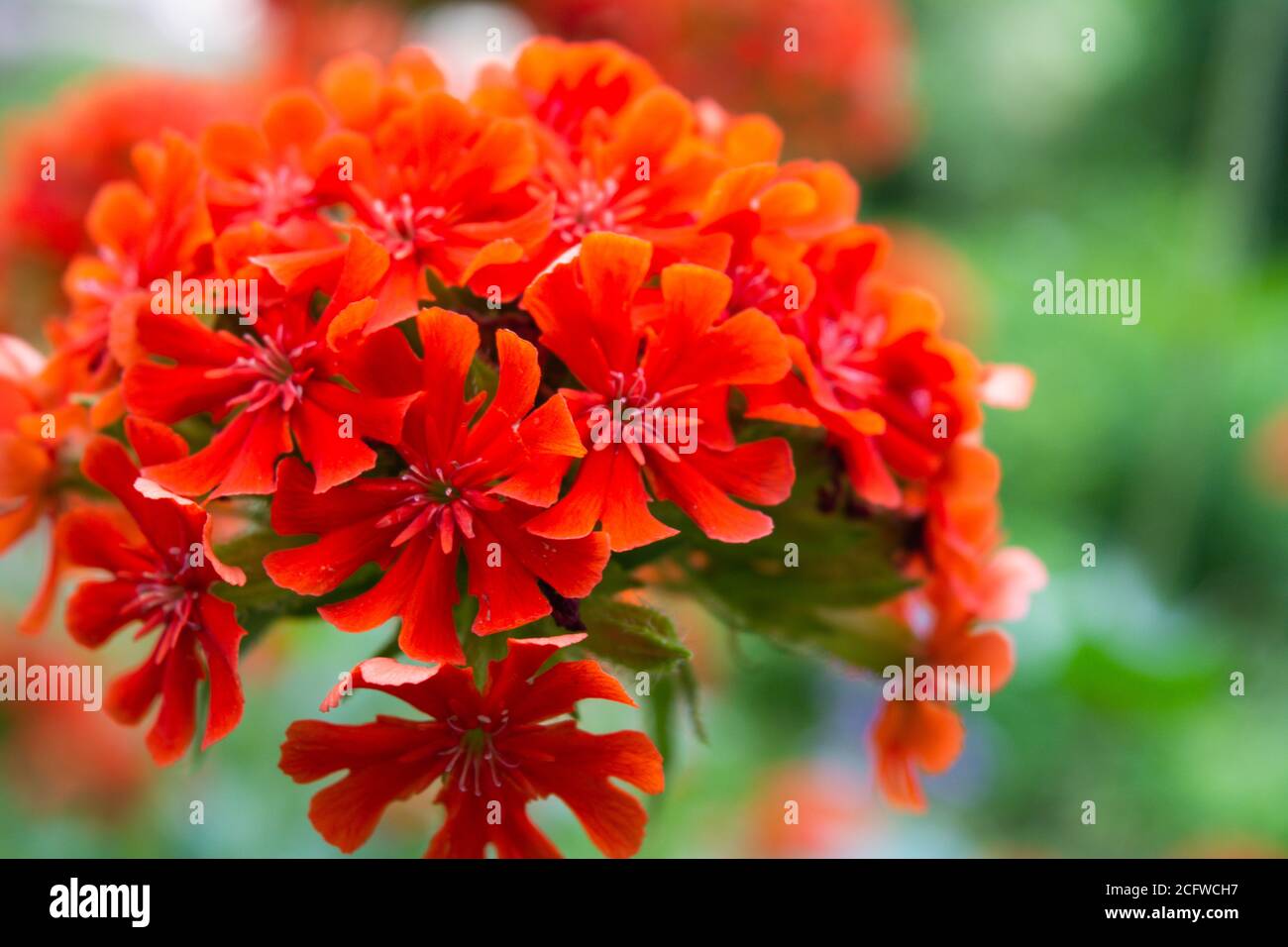 Fiori scarlatto di geranio rosso giardino. Geranio rosso fiorito nel giardino estivo Foto Stock