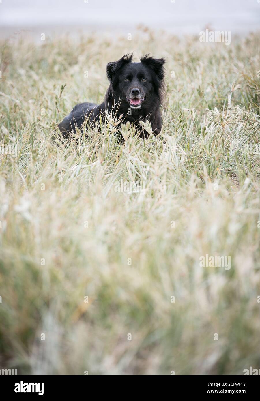 Collie di bordo Foto Stock