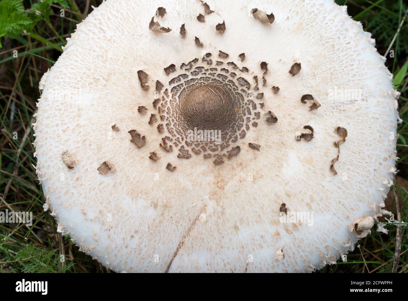 Macrolepiota procera, parasolo fungo closeup fuoco selettivo Foto Stock