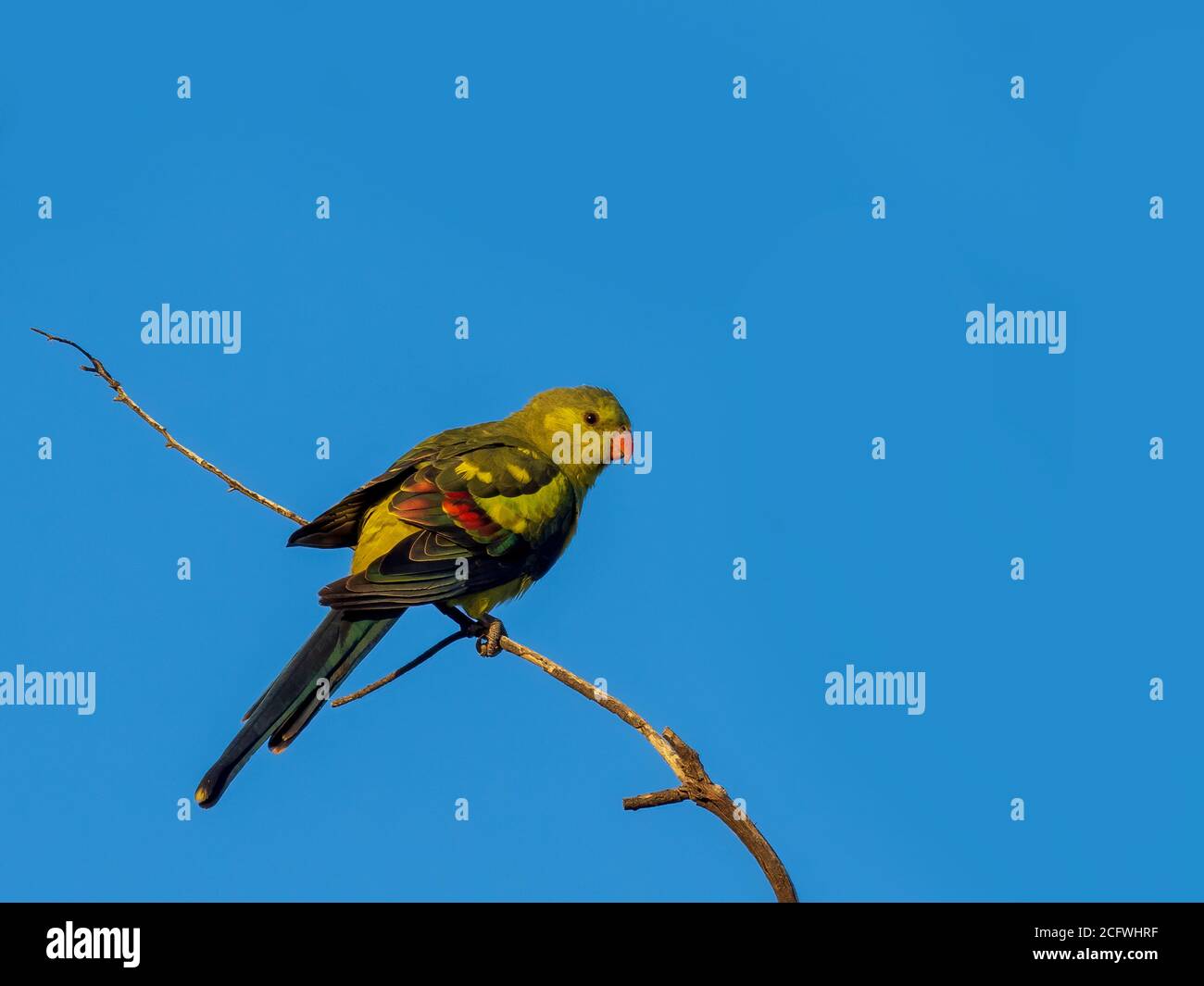 Pappagallo reggente (Polytelis anthopeplus). Si tratta di un pappagallo sottile con una lunga coda rastremata e un'ala spazzata indietro. Foto Stock