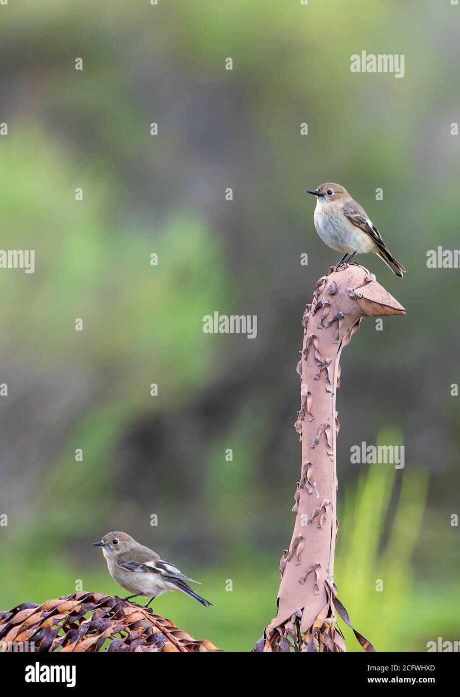 Fiamma femmina Robin (Petroica phoenicea) Foto Stock