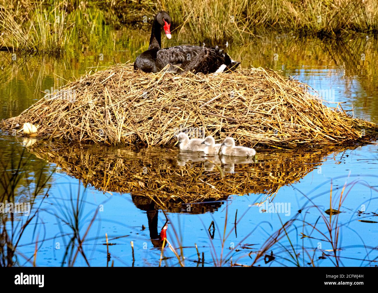 Femmina Black Swan si siede sul nido, mentre i suoi tre cigneti appena covati prendono la loro prima nuotata su Isabella Pond a Canberra, capitale nazionale dell'Australia Foto Stock