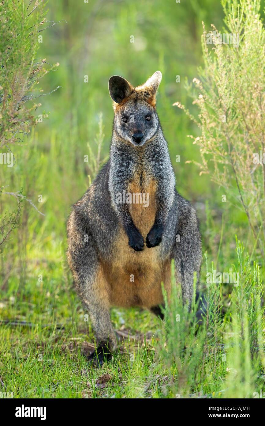 Palude Wallaby (Wallabia bicolore). Un unico macropod australiano con un cappotto nero-grigio scuro con una caratteristica striscia di guancia di colore chiaro. Foto Stock