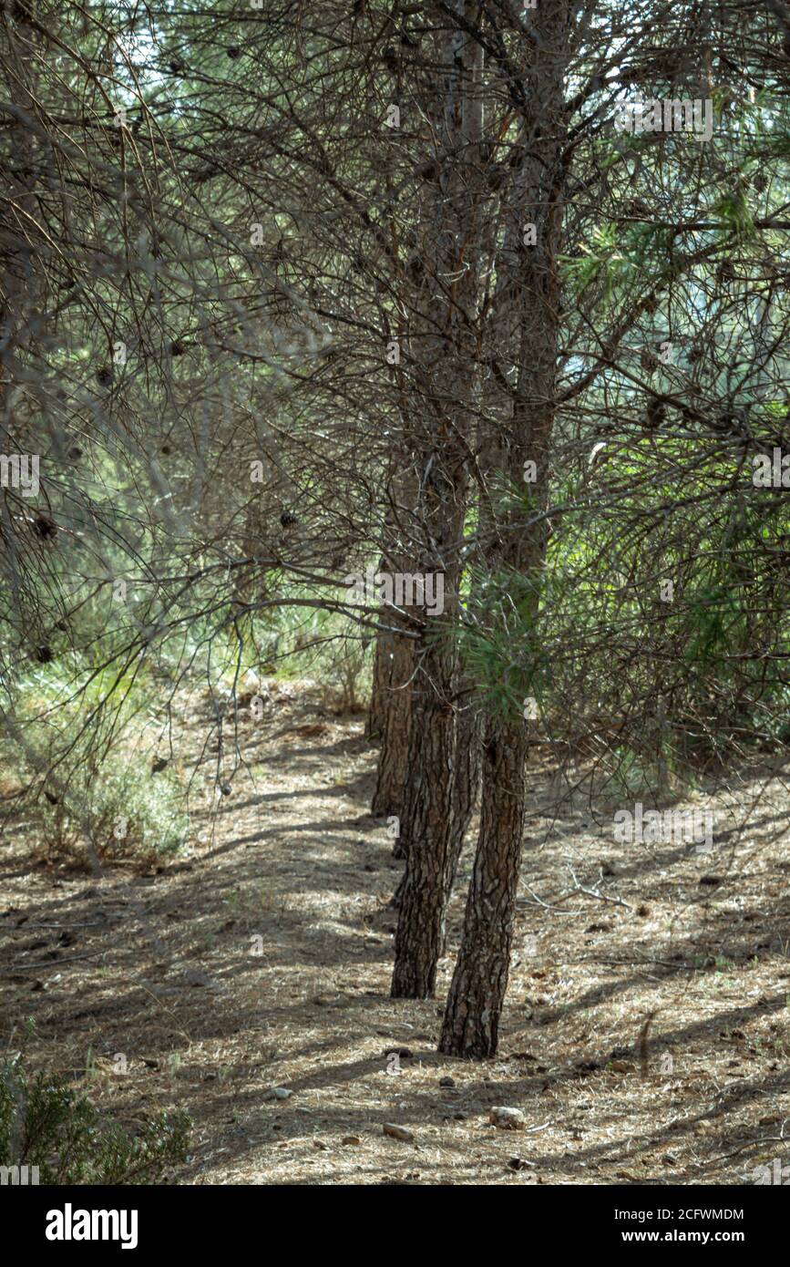 Pineta mediterranea nella regione di Murcia. Spagna.- Foto Stock