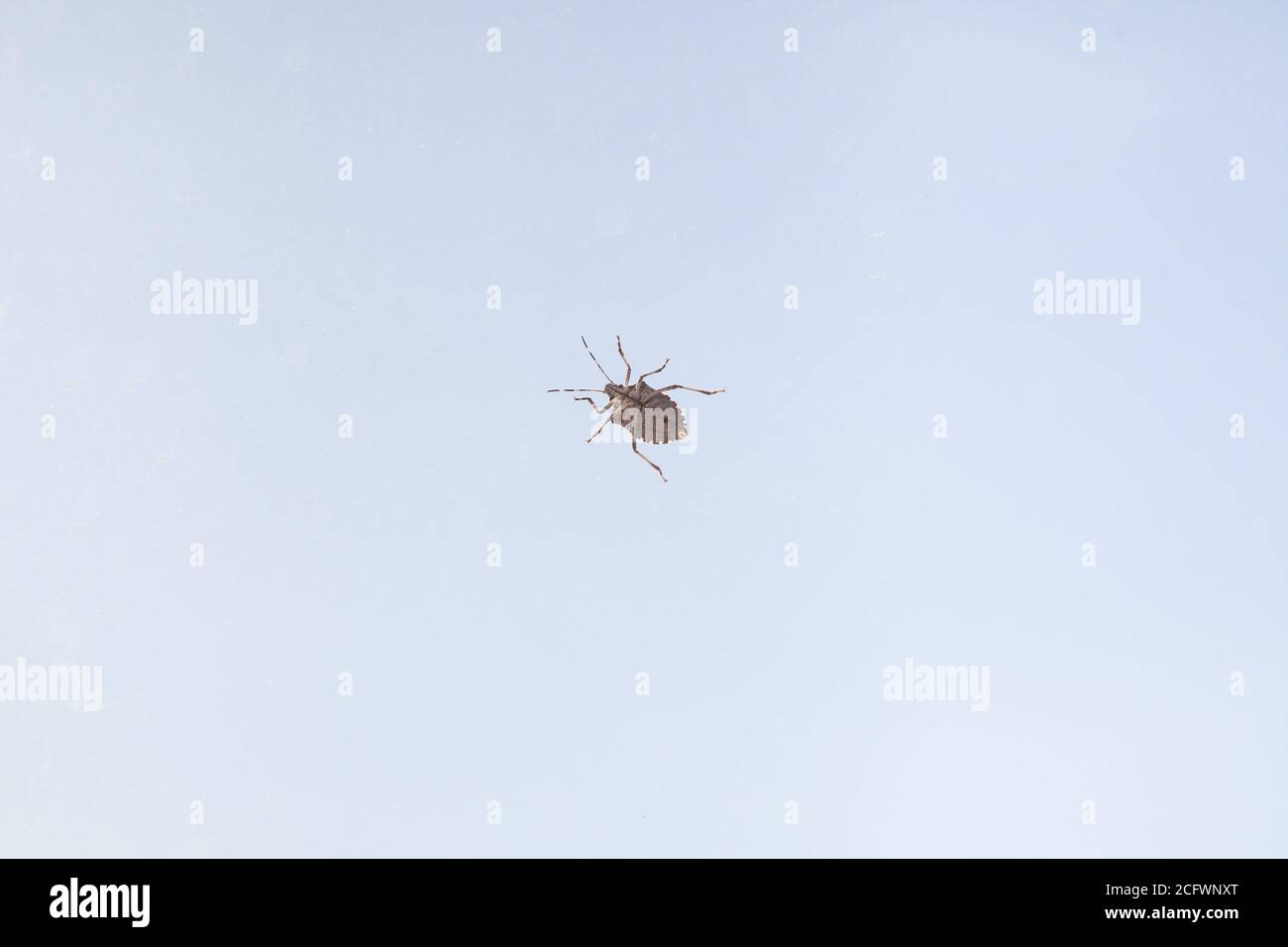 Parte inferiore del bug grande su sfondo blu Foto Stock