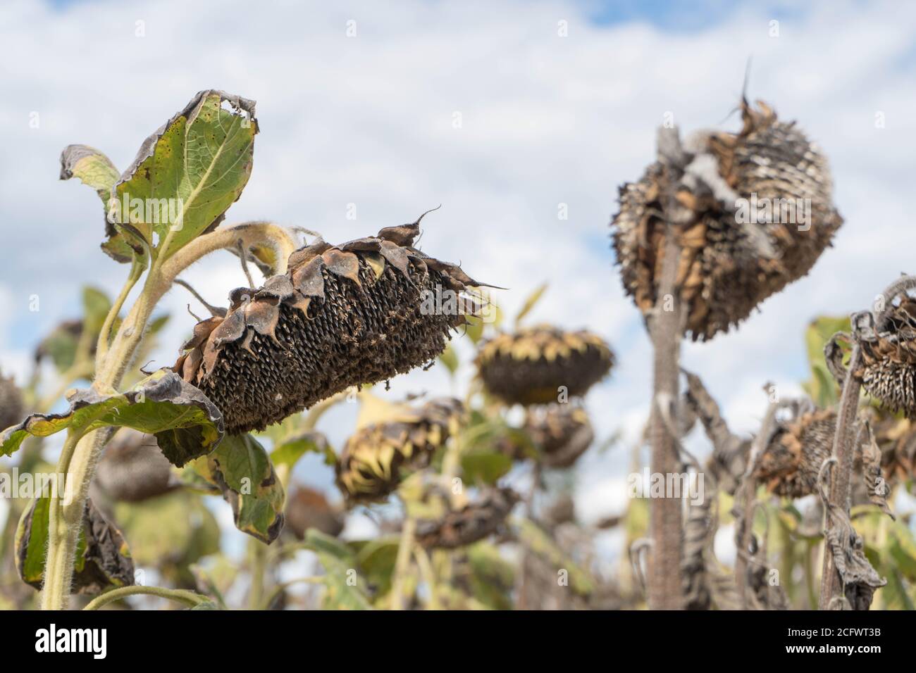 Campo di girasole essiccato a causa della lunga siccità estiva nel Brandeburgo in Germania, vicino a Beelitz Foto Stock