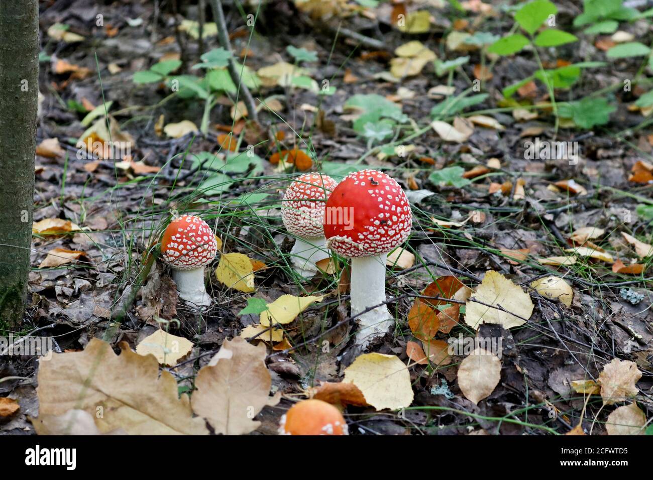 Mosca agarica o mosca amanita (Amanita muscaria) fungo psicoattivo velenoso. Un toadstool con un cappello rosso cresce nella foresta d'autunno. Foto Stock