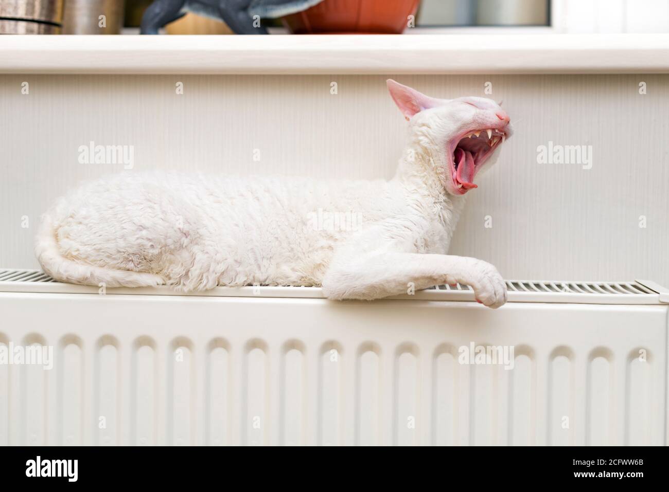 White Cornish Rex gatto con occhi ambra è seduto sul radiatore di riscaldamento e sbavatura. Foto Stock