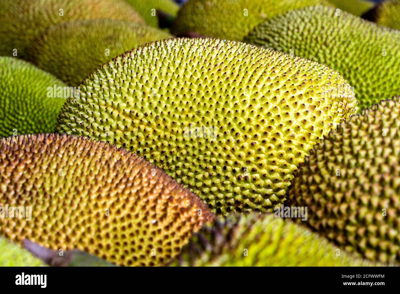 Jackfruit crudo in vendita sul mercato locale di strada a Kota Kinabalu, isola Borneo, Malesia. Frutta tropicale, primo piano Foto Stock