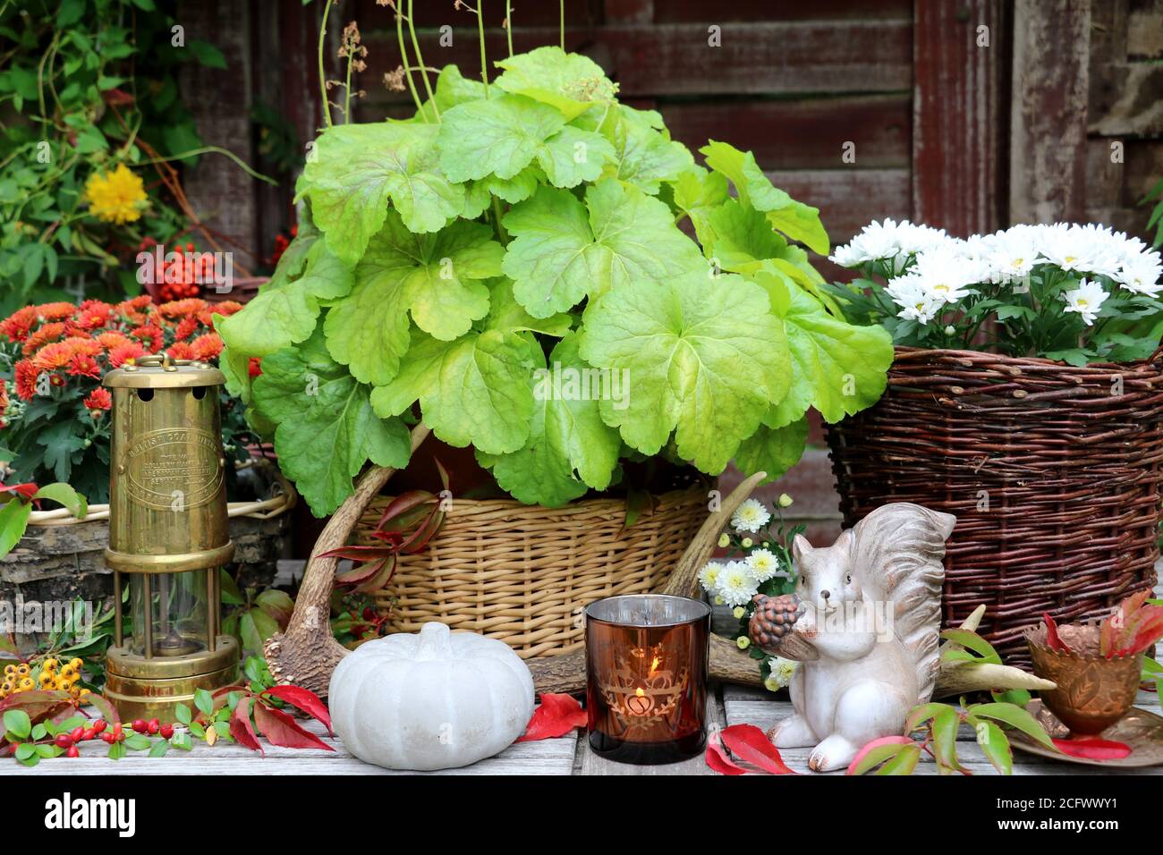 decorazione autunnale con heuchera e crisantemo in cesto e decorativo scoiattoli Foto Stock