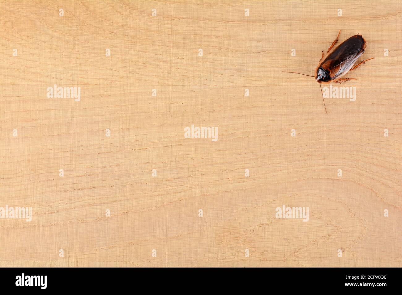 Scarafaggio su sfondo di legno. Foto Stock