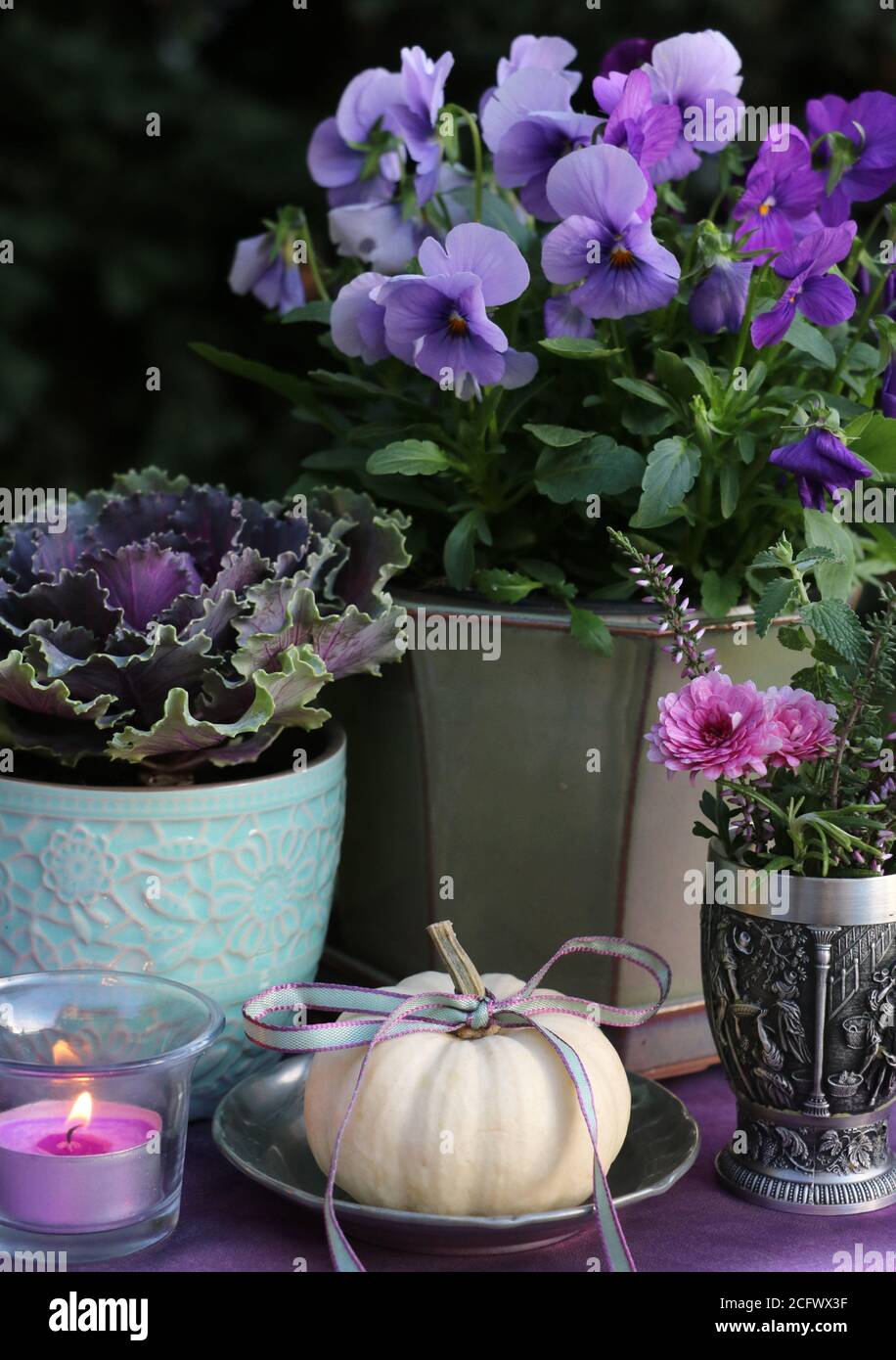decorazione giardino autunno con fiori viola, zucca bianca e candela Foto Stock