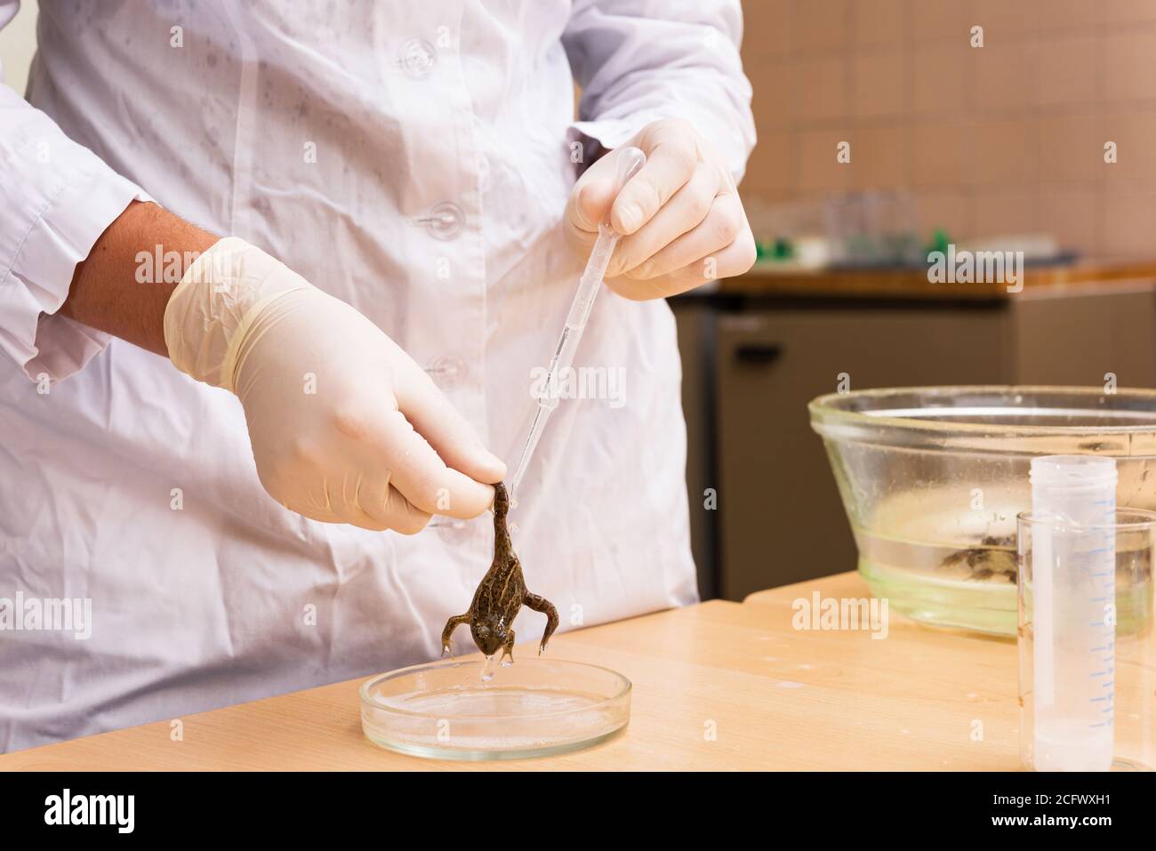 Ottenimento di secrezioni della ghiandola cutanea anfibia. Ricerca di composti bioattivi isolati dal comune Spadefoot Toad (Pelobates fuscus) Foto Stock