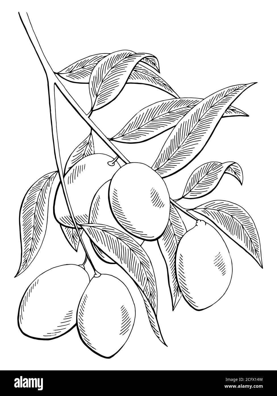 Mango Fruit graphic branch nero bianco isolato disegno vettore Illustrazione Vettoriale