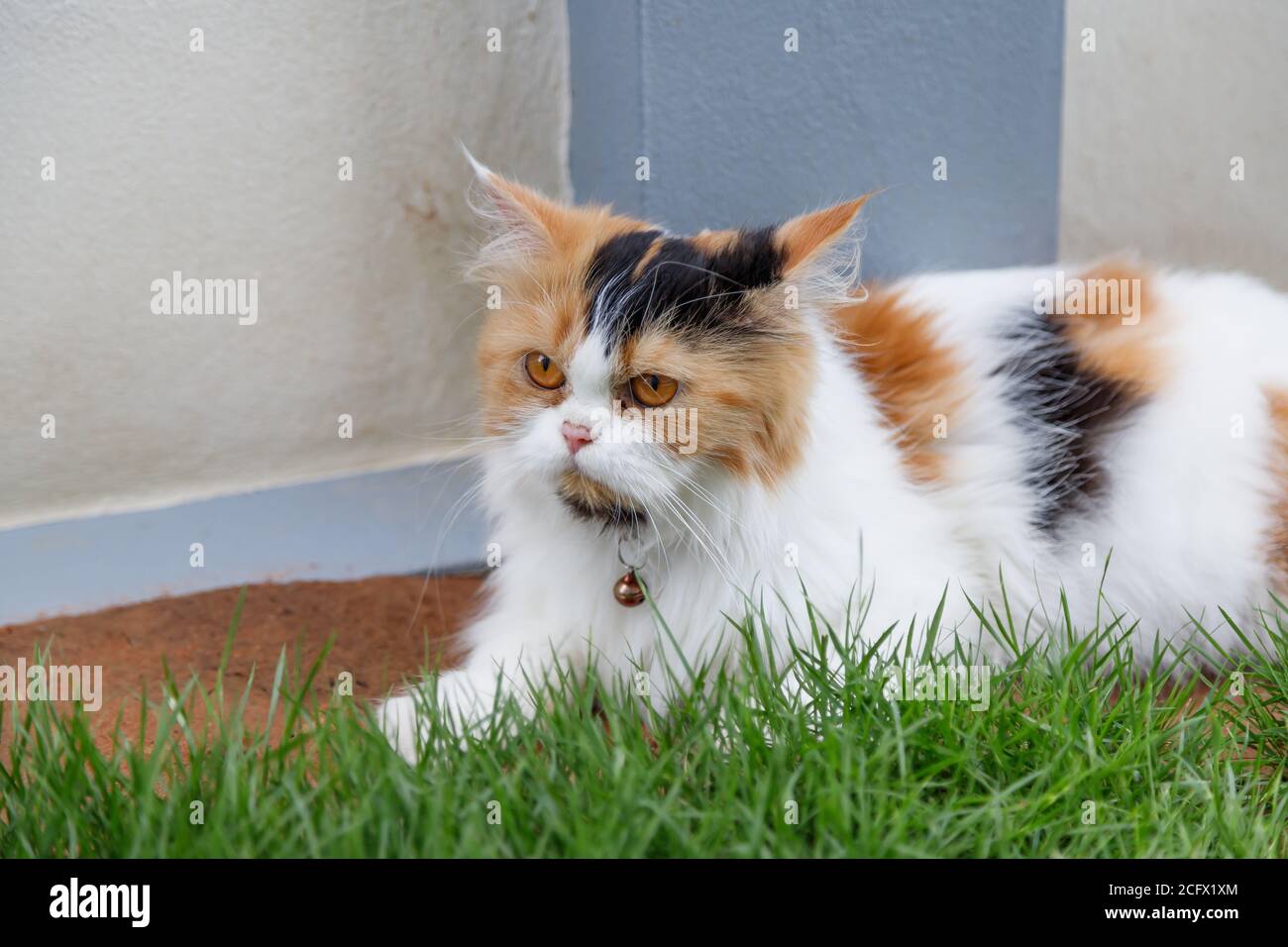 Il gatto persiano carino è seduto su un campo di erba verde, fuoco selettivo profondità di campo poco profonda Foto Stock