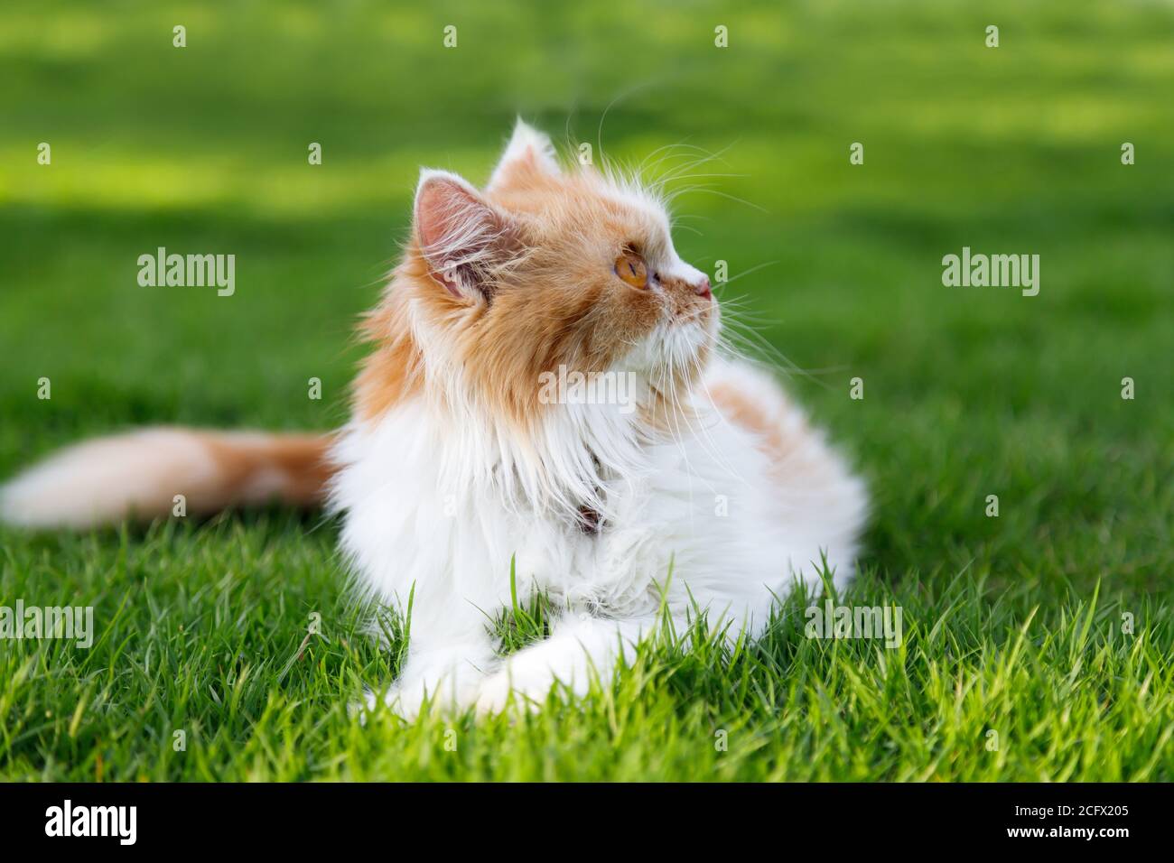Il gatto persiano carino è seduto su un campo di erba verde, fuoco selettivo profondità di campo poco profonda Foto Stock