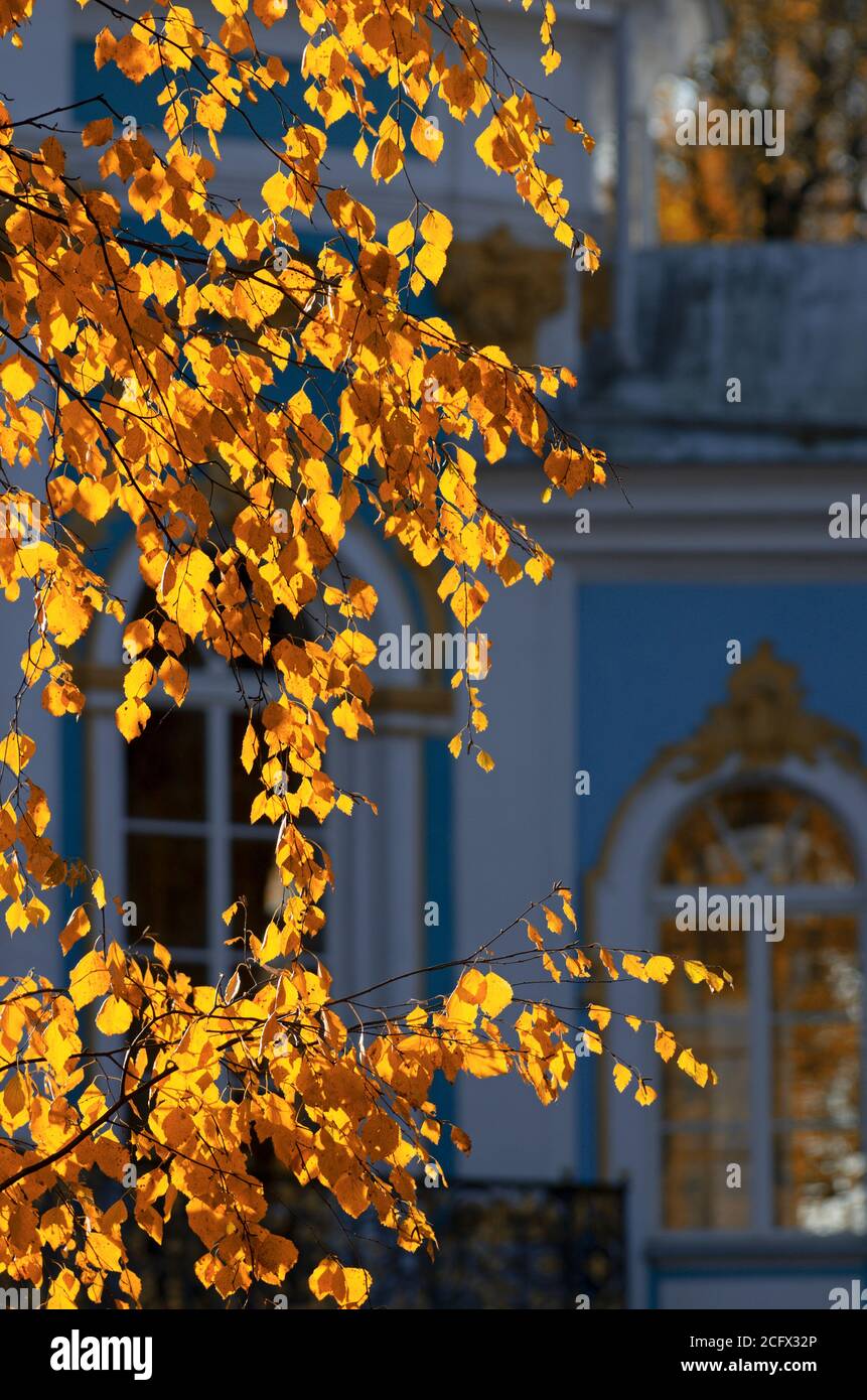 Ramo di betulla autunnale con foglie incandescenti su sfondo architettonico sfocato orientamento verticale (Tsarskoe Selo, San Pietroburgo) Foto Stock