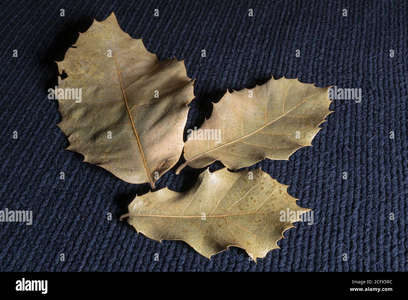 alcune foglie secche su un maglione in autunno Foto Stock