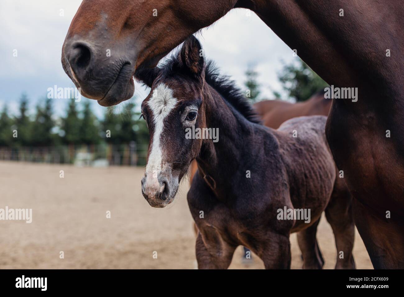 Adorabile foal con sua madre in fattoria. Ritratto di un piccolo nemico. Foto Stock