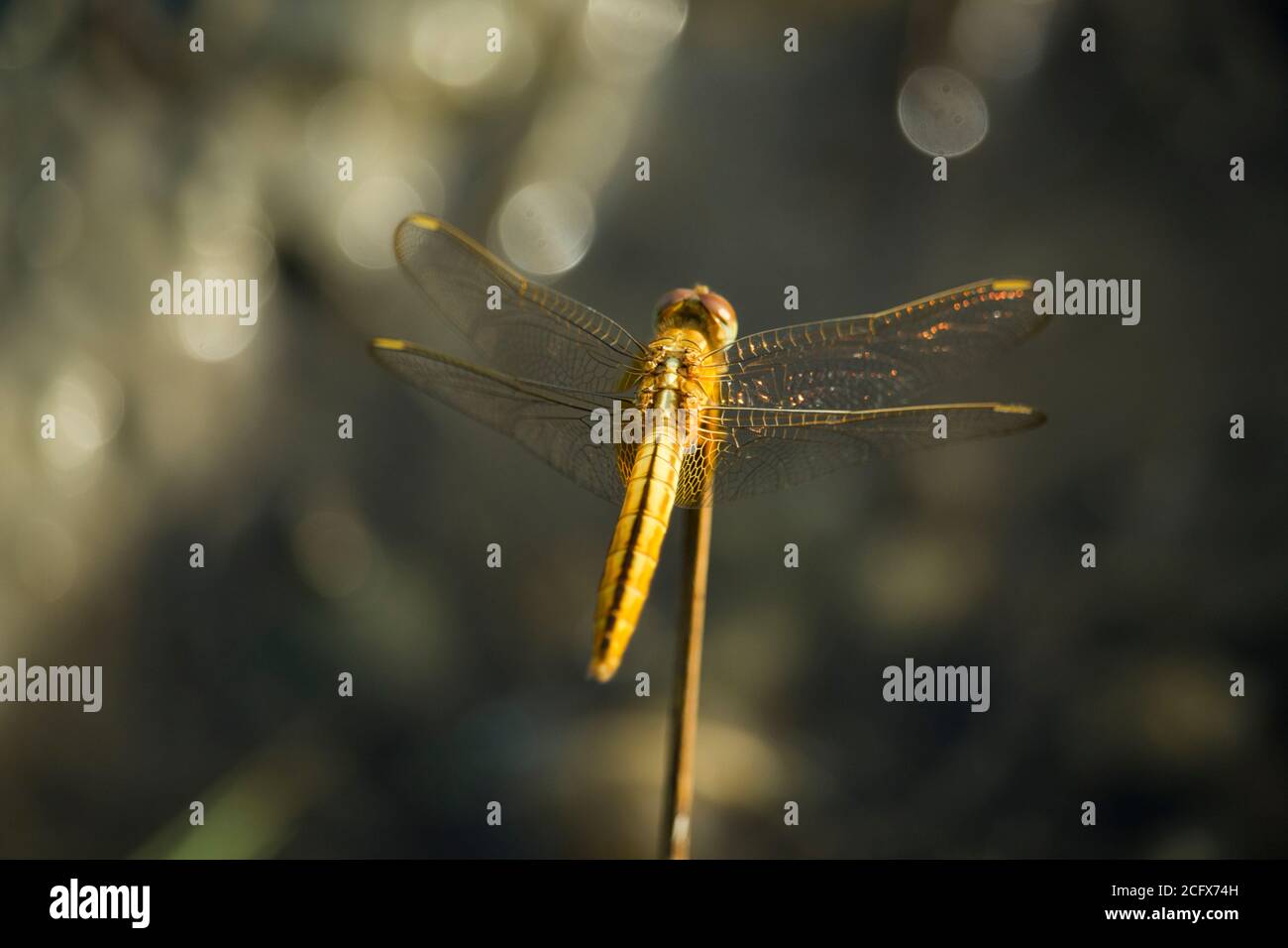 Dragonfly sulla vista macro fiore. Profilo Dragonfly. Vista macro Dragonfly. Dragonfly Foto Stock