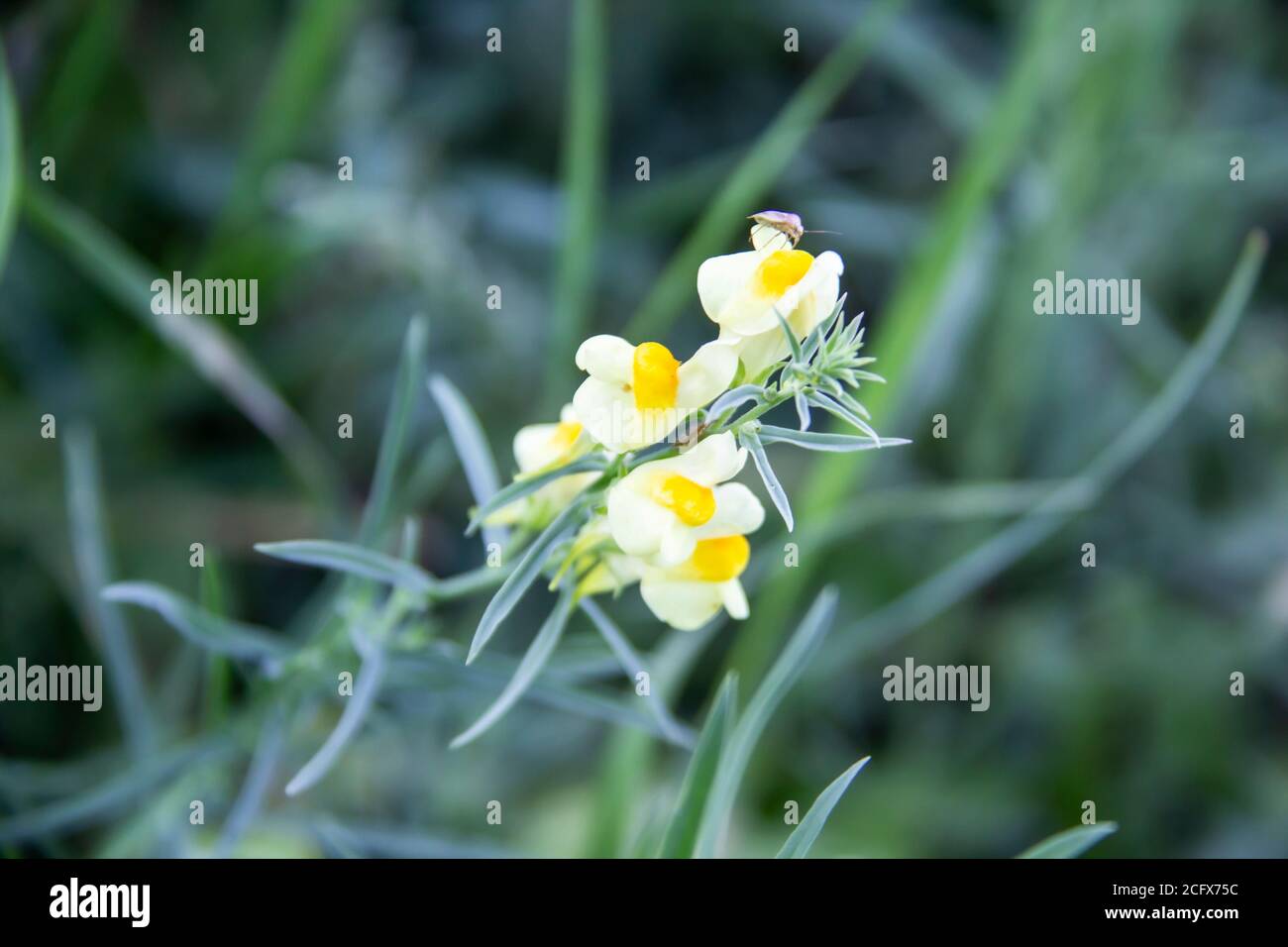 Toadflax perenne selvaggio. Specie di piante perenni erbacee nel genere toadflax. Bellissimi fiori gialli del comune toadflax. Foto Stock