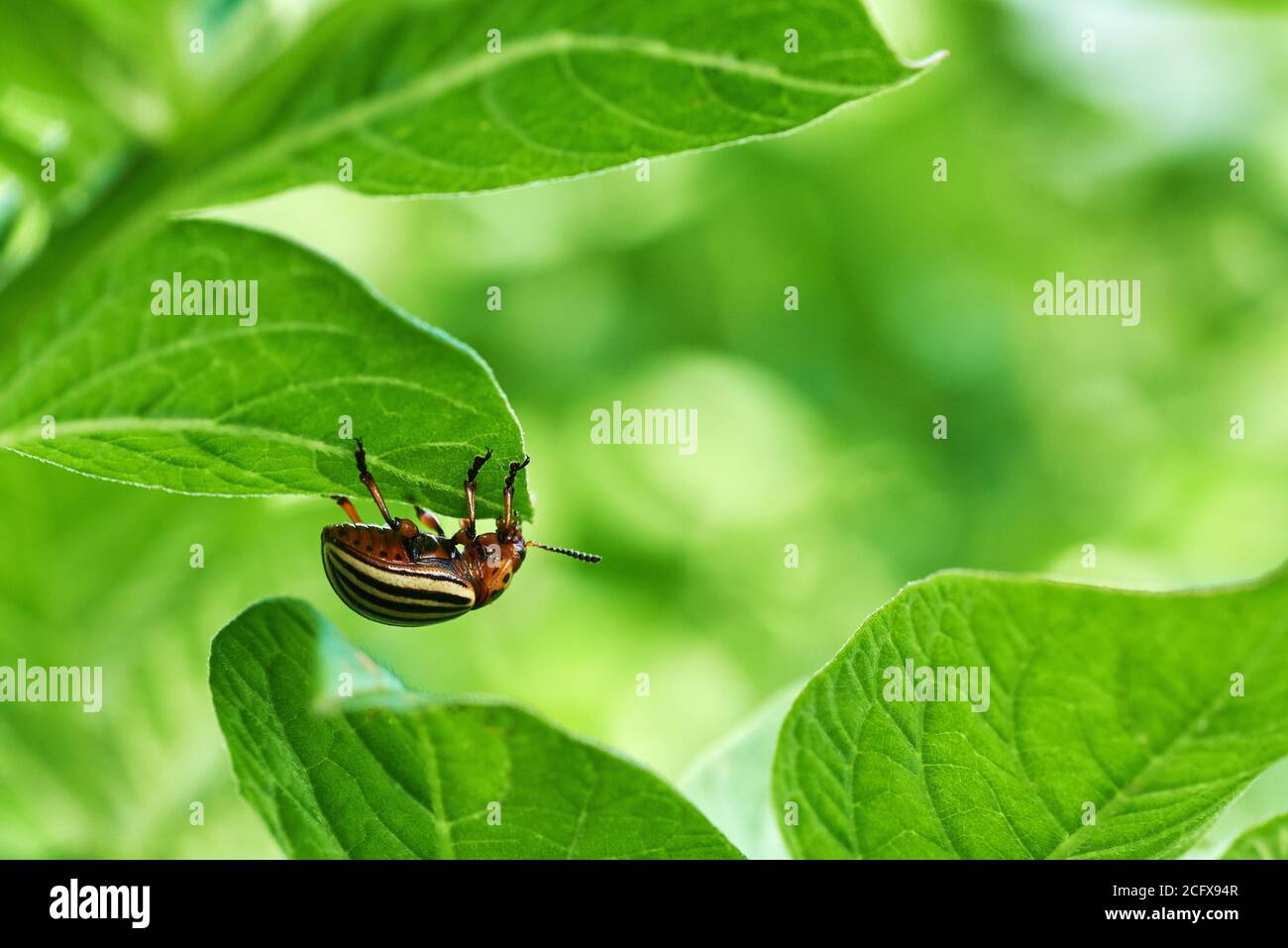 Foto ravvicinata di un coleottero di patata su una foglia di pianta. Parassiti agricoli in un'azienda agricola nella Moravia del Sud nella Repubblica Ceca. Foto Stock