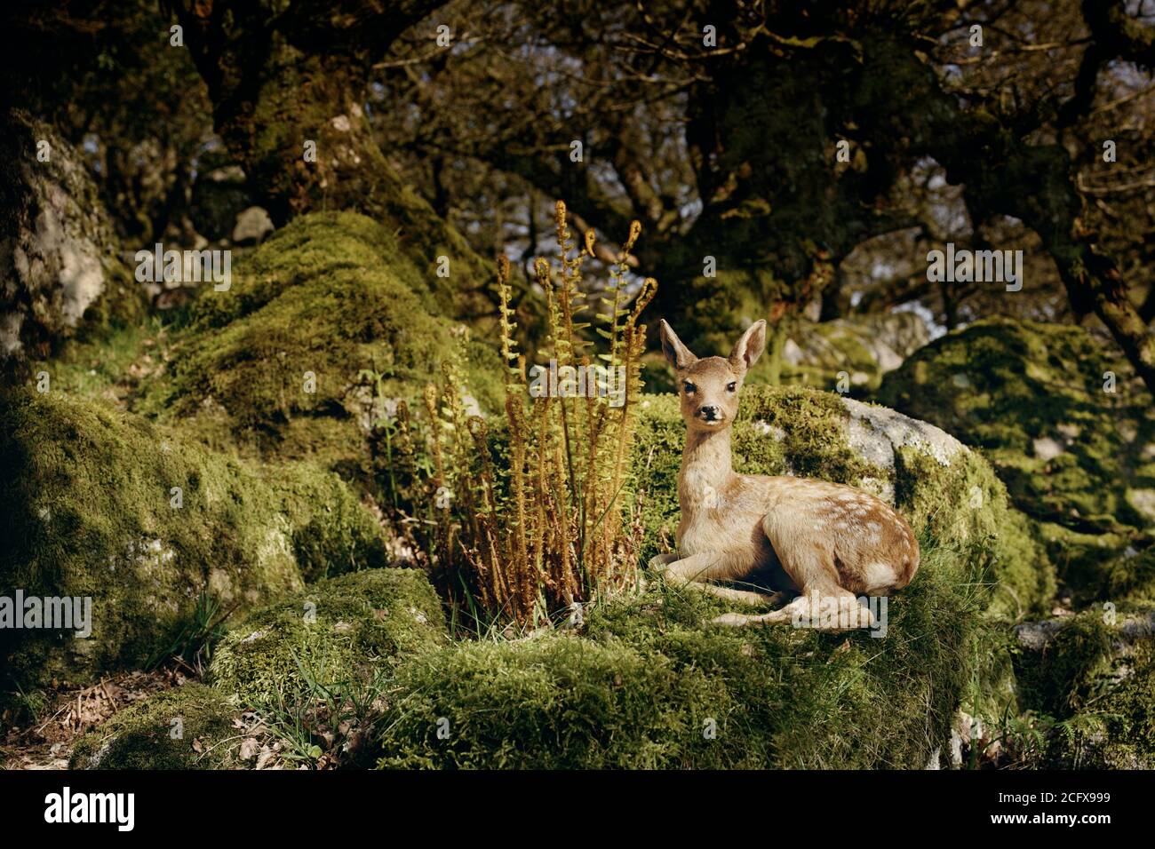 Allaccia il cervo pegno seduto in un bosco Foto Stock
