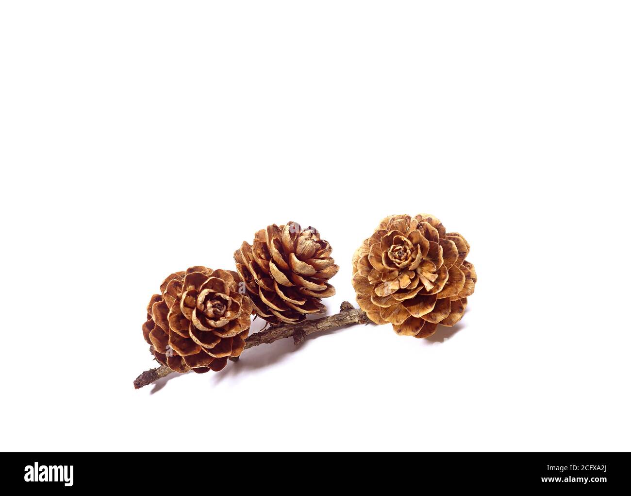 Naturale secco fiore-come piccoli coni di pino con ramo isolato su sfondo bianco Foto Stock