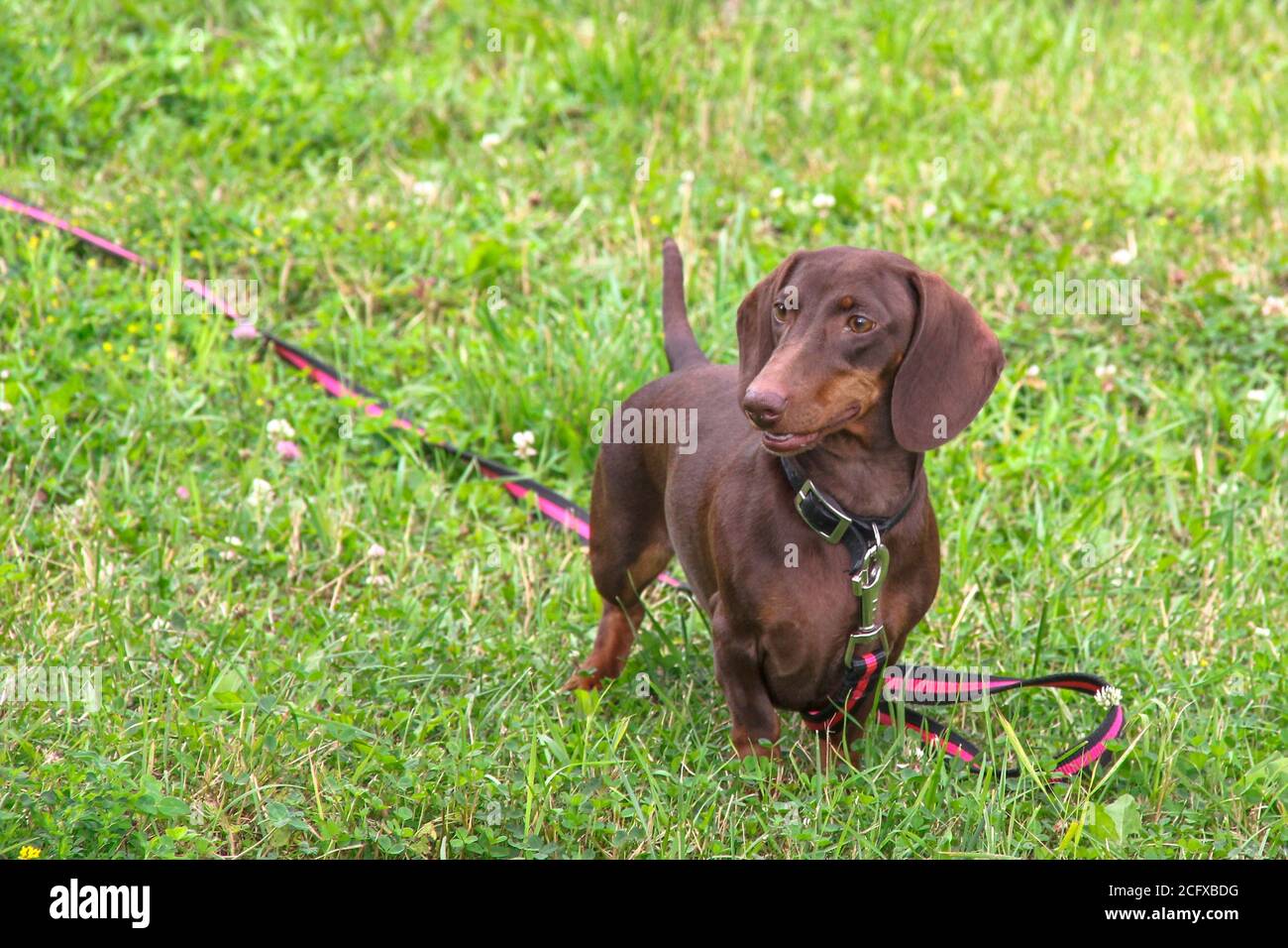 Carino purebred giovane dachshund di colore cioccolato con gli occhi espressivi enftic sul guinzaglio rosso-nero sta camminando su prato verde erba nel parco urbano pubblico. Foto Stock