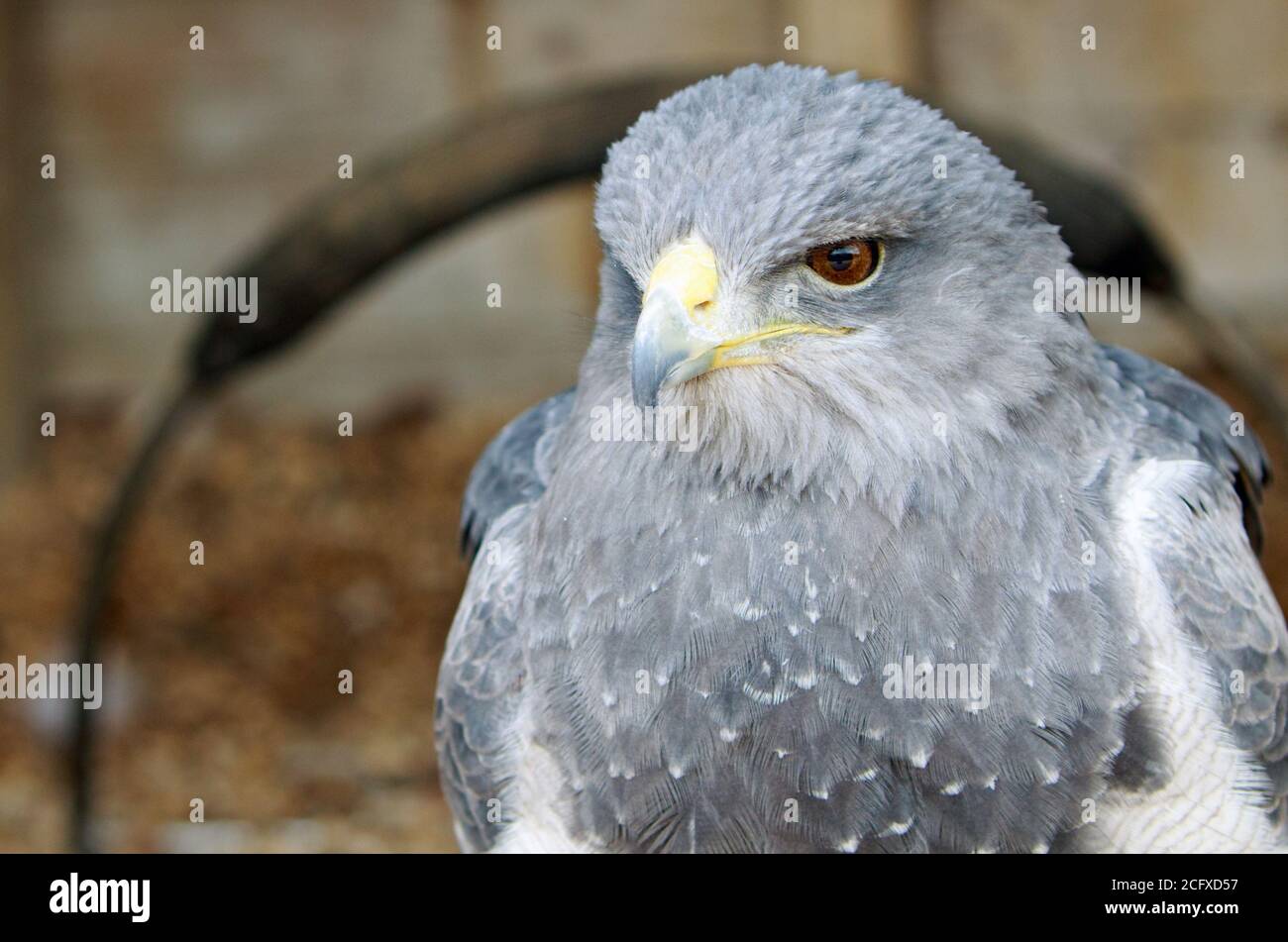 Primo piano di un viso Falcon bred Captive. Foto Stock