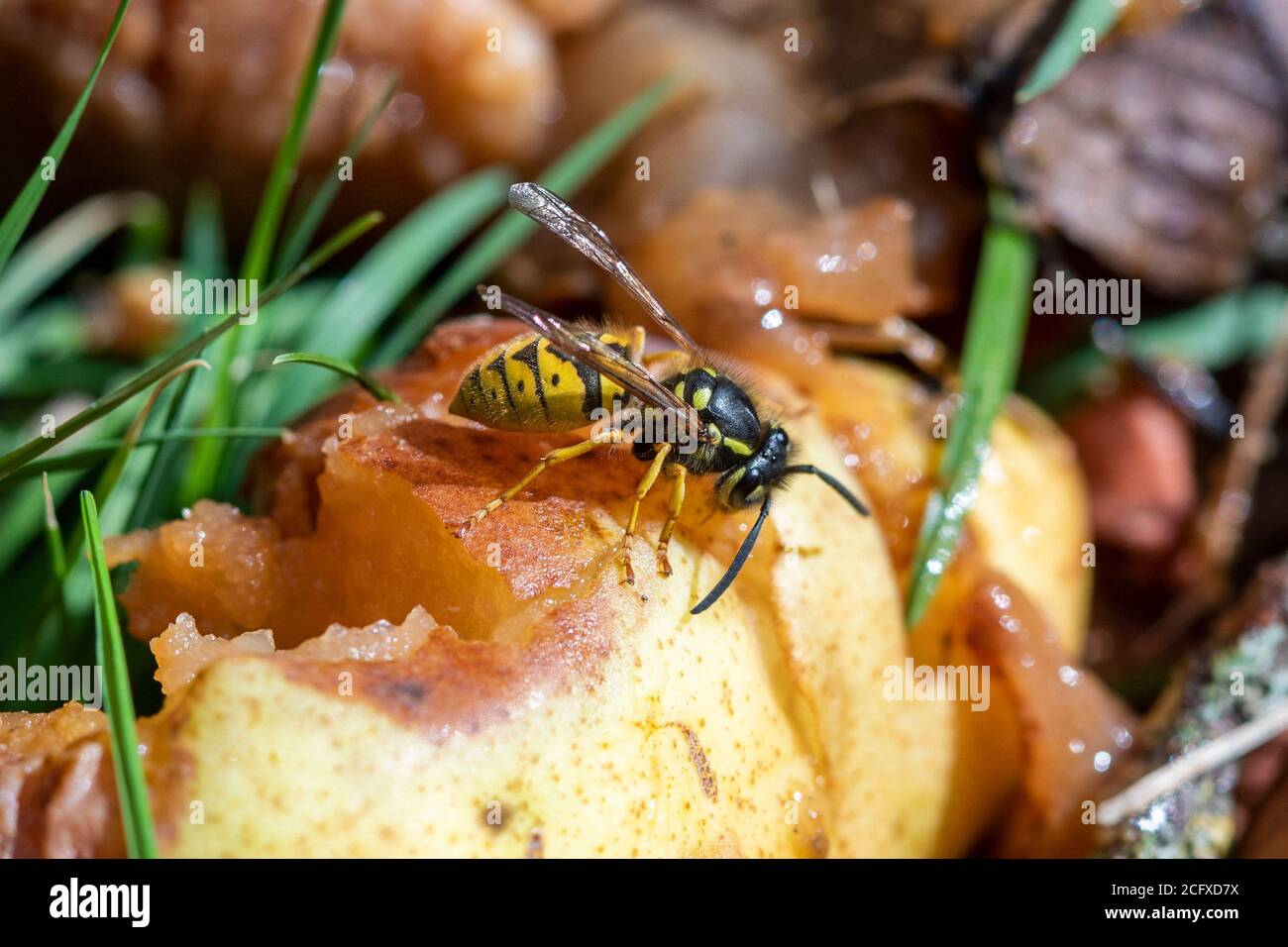 Vespa comune (Vespula vulgaris) mangiare una pera di ventata, giardino di Sussex, Regno Unito Foto Stock