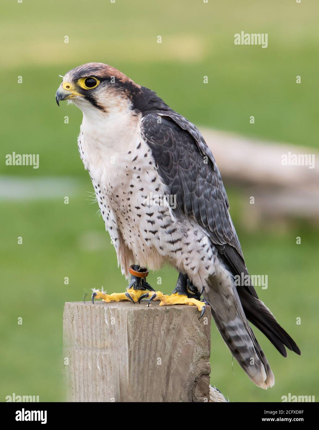 vista ritratto di un falco in legno di peregrin in cattività poggiato su un palo di legno. Foto Stock