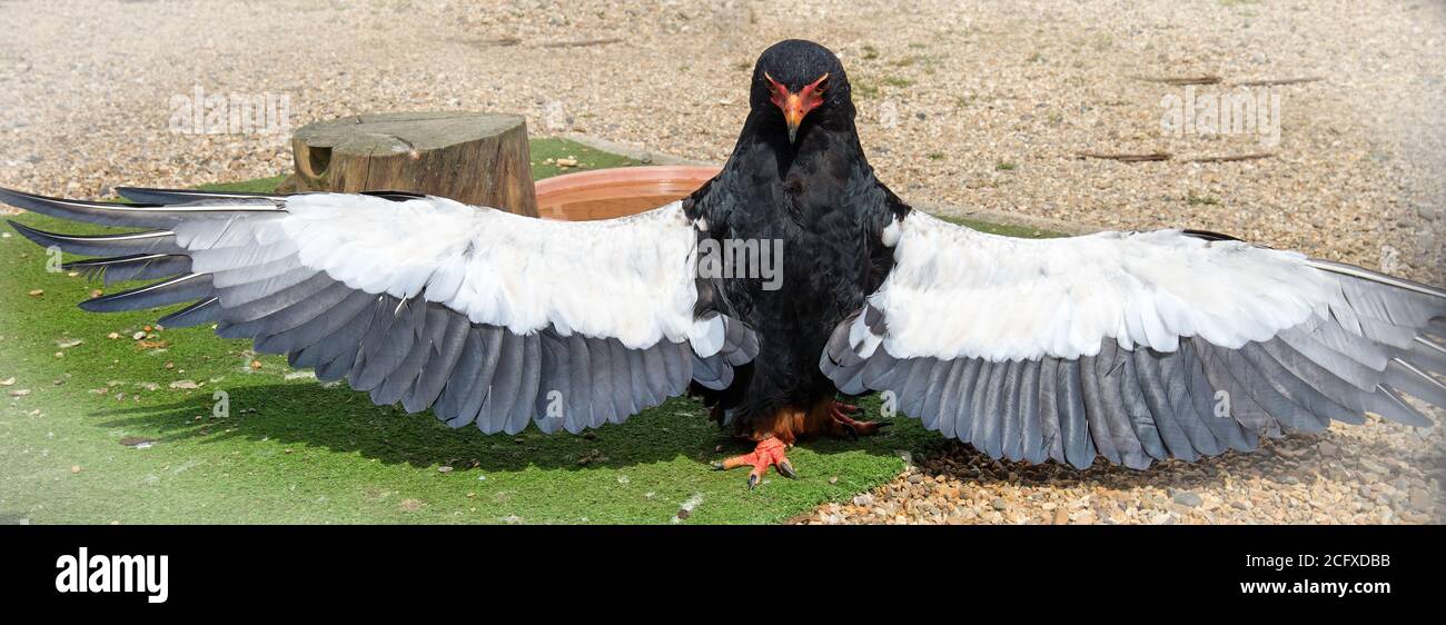 Captive Bataleur Eagle con le ali sparse mentre riposa om the massa Foto Stock