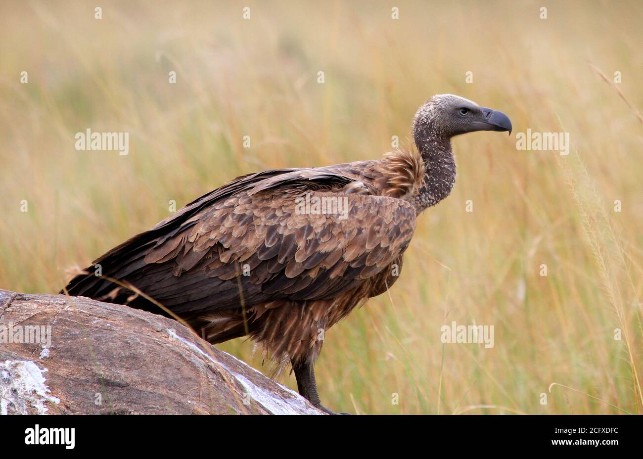 Avvoltoio nero in piedi sulle pianure del masai mara accanto ad una carcassa Foto Stock