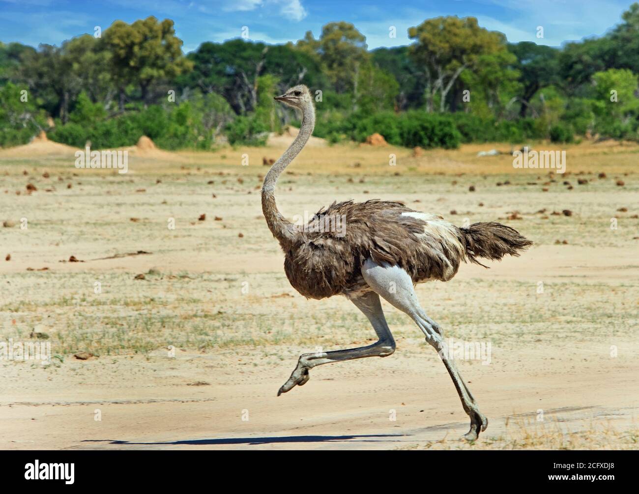 Femmina Ostrich che attraversa il secco African Savannah Hwange National Park, l'Ostrich corre visibilmente quando una gamba è elevata. Foto Stock