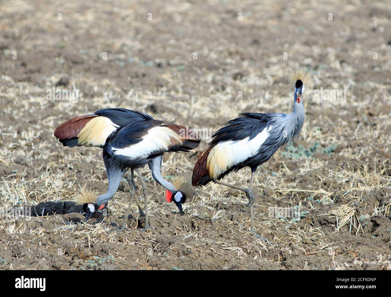 Tre gru incoronate che foraggiano sulle pianure nel Paark Nazionale di Luangwa del Sud. Precedentemente conosciuto come Cranes Crested. Sono sulla lista in pericolo IUCN Foto Stock