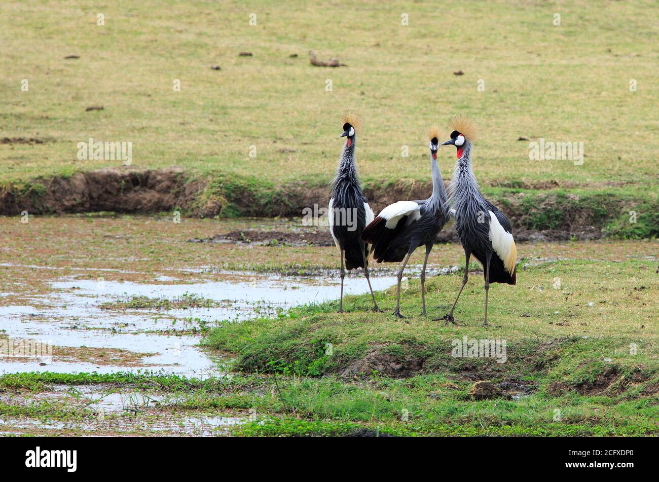 Famiglia di Gry Crane incoronate , (Baleari regolorum), precedentemente noto come cranes crestate - sulla savana africana aperta, South Luangwa National Park, Foto Stock