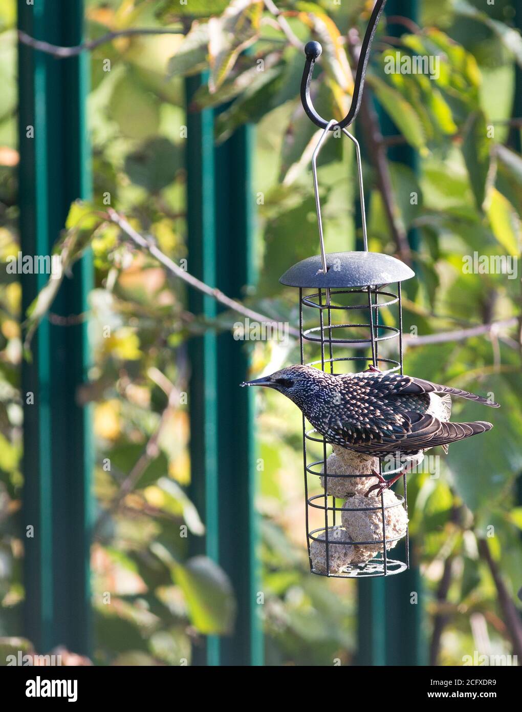 Starling comune (Sturnus vulgaris) perching su un alimentatore di uccelli da giardino con giardino naturale sfocato sfondo Foto Stock