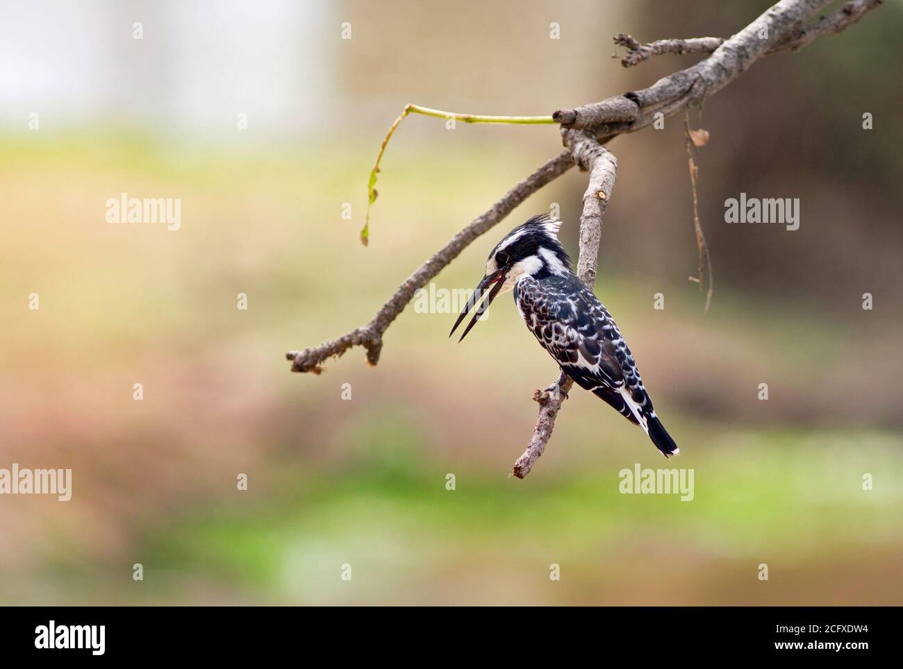 Pied Kingfosher equilibrare su un ramo con uno sfondo naturale lago, Luangwa Sud, Zambia Foto Stock