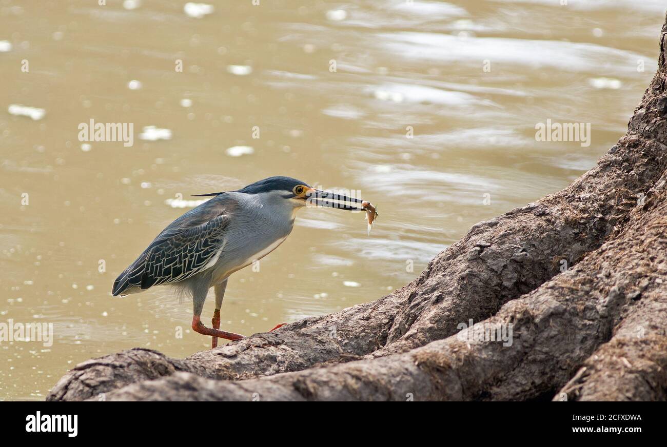 L'airone di Squacco grigio è un uccello migratorio verso l'Africa. Ha appena pescato un pesce che si trova nel suo becco, con uno sfondo naturale del lago. Luangwa meridionale, Zam Foto Stock