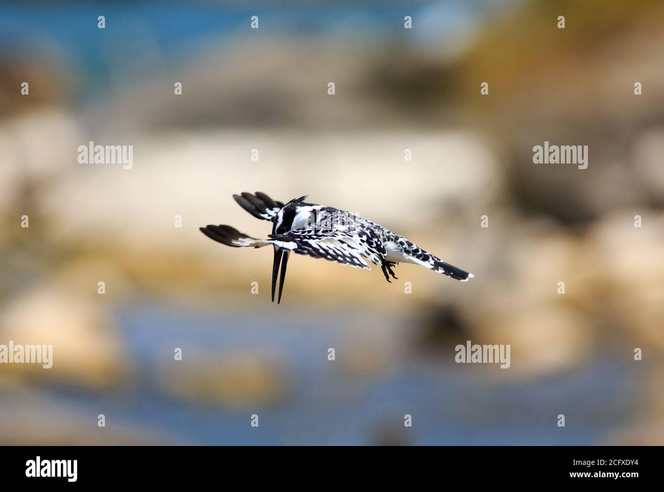 Pied Kingfisher si prepara a fare un tuffo nel lago Malawi, Nankoma Island, Africa Foto Stock