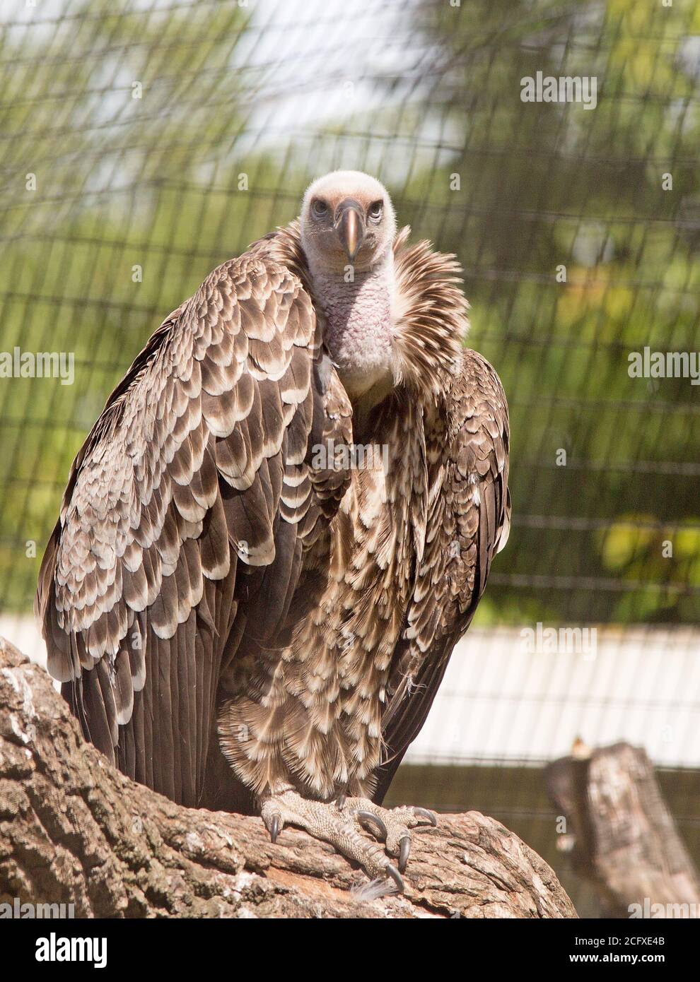 Griffon Vulture (Gyps fulvus) riposandosi su un tronco di legno in cattività che guarda direttamente in fotocamera Foto Stock
