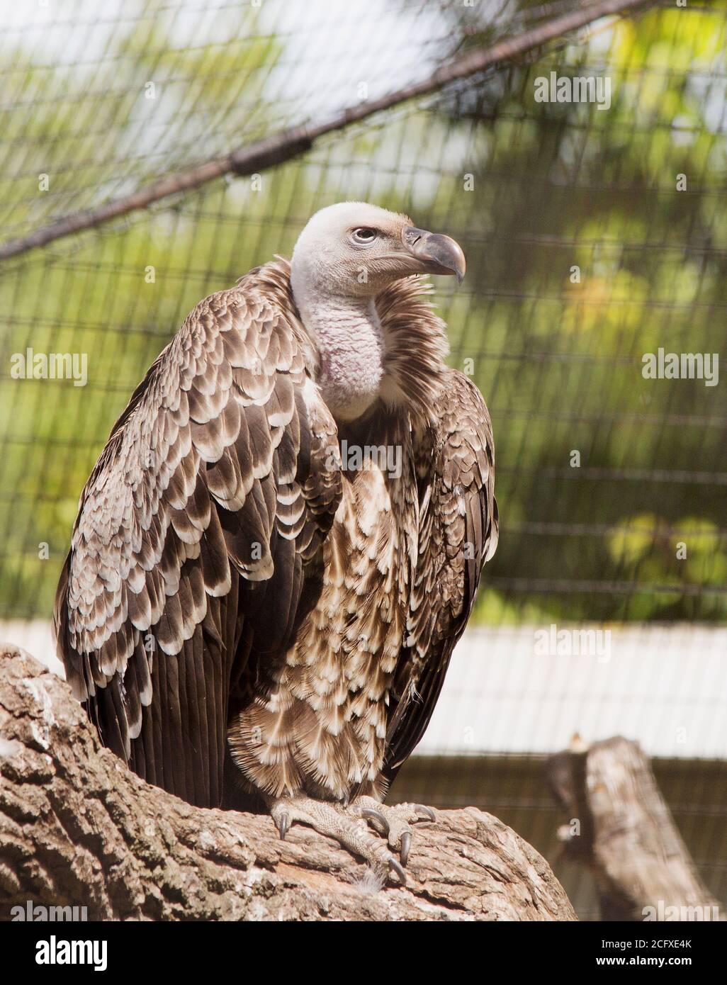 Griffon Vulture (Gyps fulvus) poggiando su un tronco di legno in cattività Foto Stock