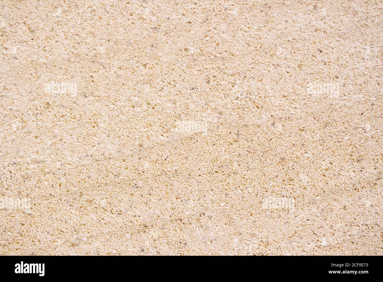 Bella pietra di Coquina beige ad alto dettaglio. Foto Stock