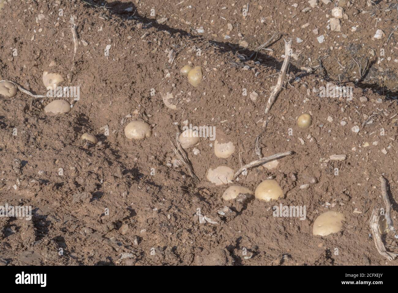 Patate esposte in creste / colline con gli alberi superiori visibili e in attesa di raccolta completa. Per l'allevamento di patate, la metafora della produzione alimentare britannica, l'agricoltura britannica. Foto Stock