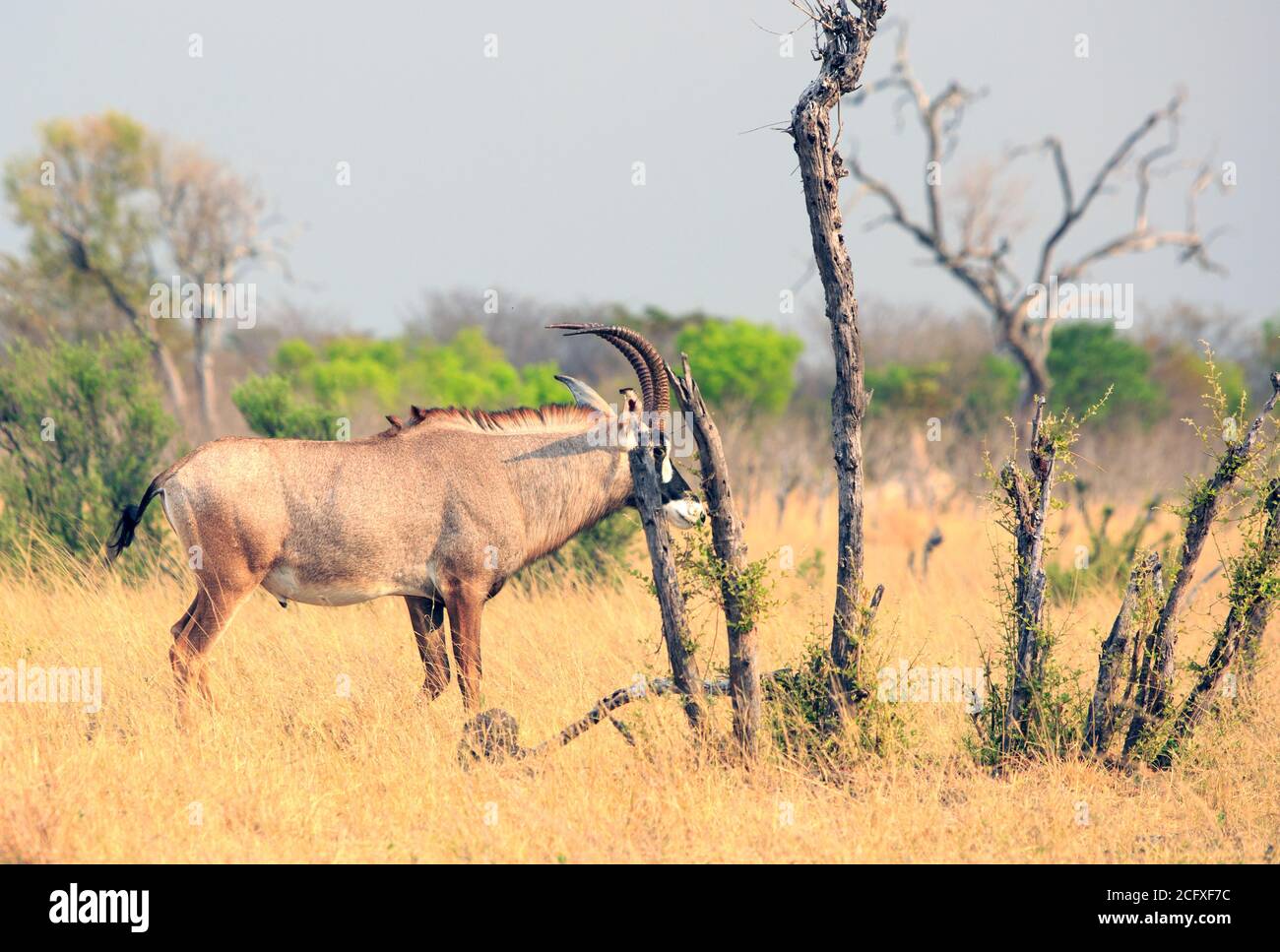 Una rara osservazione ravvicinata dell'elusivo Anteope Roan che si trova sulle pianure africane nel Parco Nazionale di Hwange, Zimbabwe Foto Stock