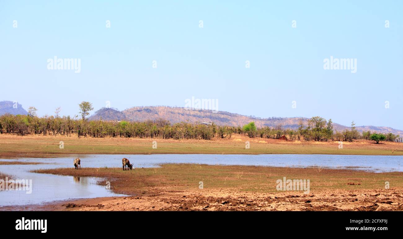 Immagine paesaggistica del Lago Kariba e colline e praterie circostanti con acqua buck, situato nel Parco Nazionale Matusadona, Zimbabwe Foto Stock