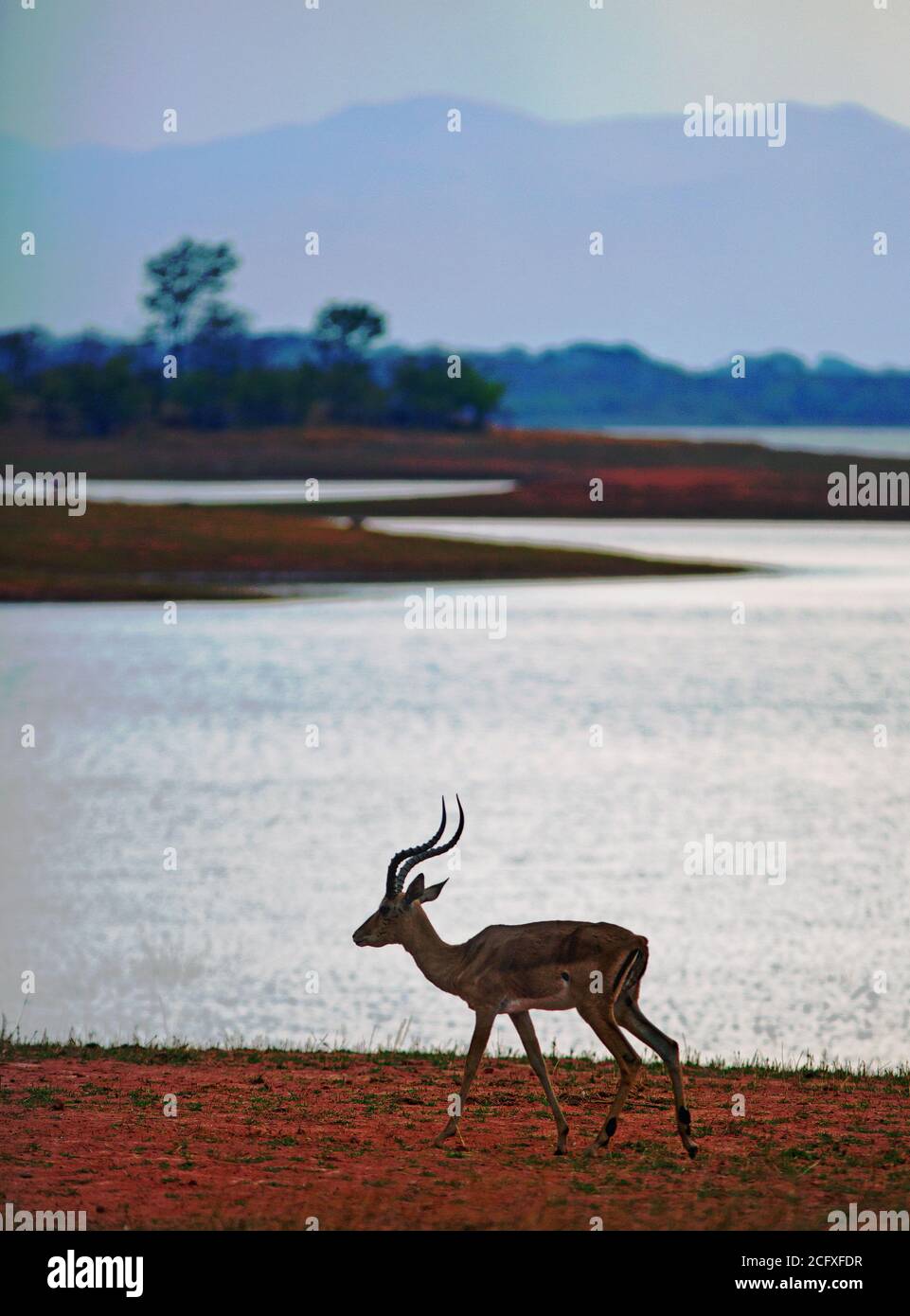 Silhoutte di un maschio Impala in piedi sul litorale di Lago Kariba in Zimbabwe Foto Stock