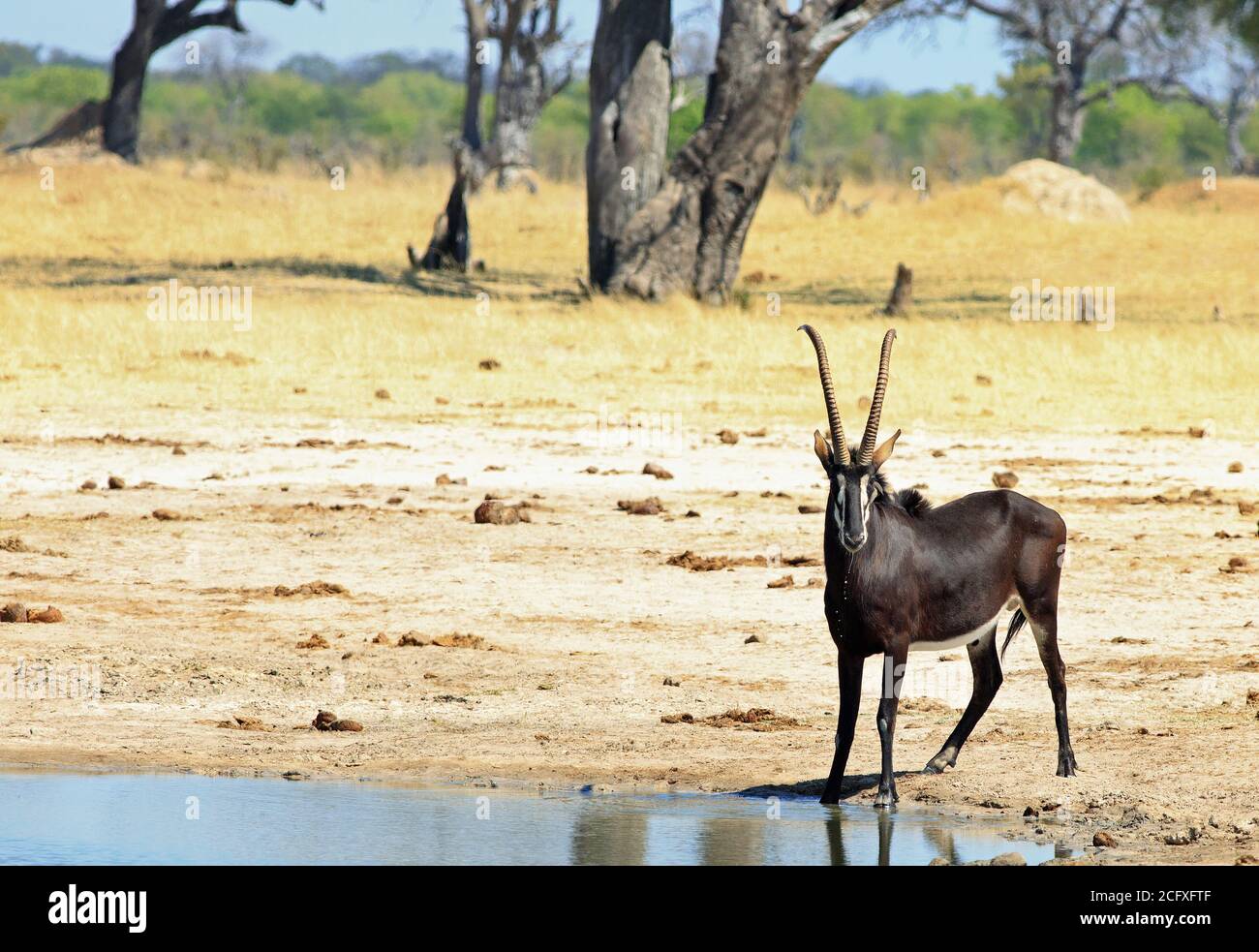 Bella Male Sable Antelope accanto a un piccolo buco d'acqua con corna impressionanti guardando dritto, con le aride pianure giallo secco nel backgroun Foto Stock
